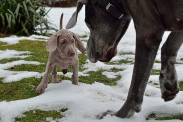 ワイマラナーの子犬を迎えたい‼里親になる為の条件と心構えとは⁉