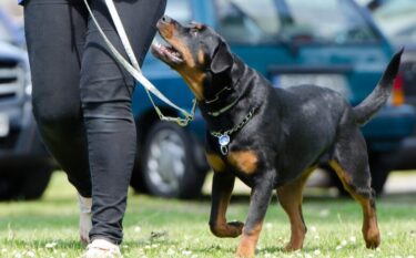 忠犬ロットワイラーに似ているハチ公のように家族に尽くしてくれる犬8選！