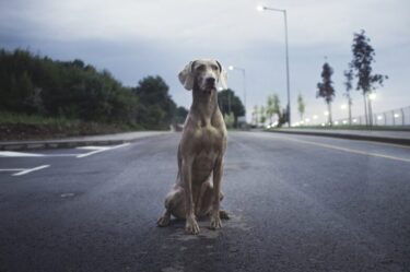 ワイマラナーの保護犬を減らしたい!手放さないための飼育の心得5選 !