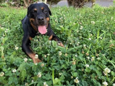 ロットワイラーの事故？どんな性格？飼育はできる？気になる色々な情報