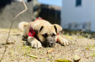 土佐犬の値段相場は？家族として迎えるには？知っておきたいこと3つ