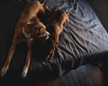 【土佐犬の喧嘩ではない闘争】愛犬家が知るべき土佐犬の真実