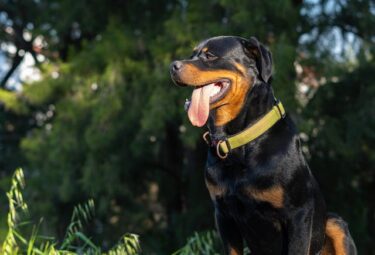 ロットワイラーは初心者でも飼える？初心者が確認すべきことを解説！