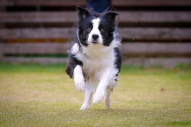 ボーダーコリーはとっても頭良い!魅力溢れる理由や飼い方について