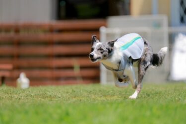 希少なボーダーコリーのブルーマールから病気と動物福祉を考える