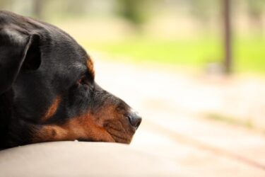 ロットワイラーの保護犬…引き取る為の注意点と覚悟‼○○することが大切?!