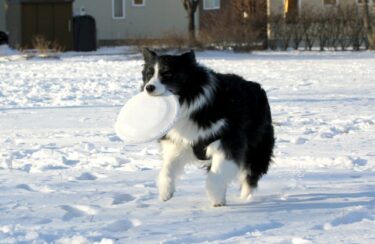 ボーダーコリーの子犬の餌の量は?餌の選び方のポイントも紹介!