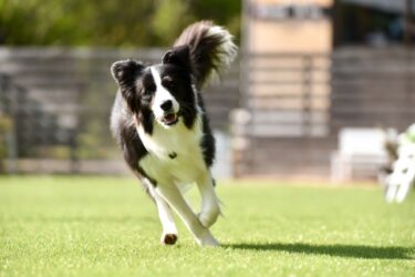 ボーダーコリーの毛色による性格の違いと茶色の子犬との出会い方