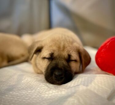 日本最強と言われる闘犬土佐犬！子犬の可愛さに胸キュン者続出!?