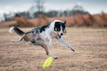 ボーダーコリーはアスリート犬!?快適な犬小屋選びのポイント3選!