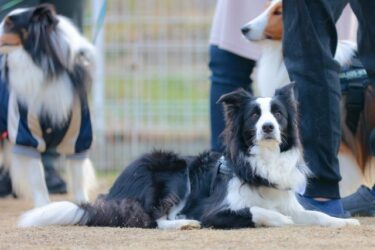 ボーダーコリーの知能指数はNo1!それだったら飼いやすい?