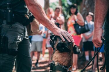 ボーダーコリーは警察犬に向いていないのか?警察犬に少ない理由