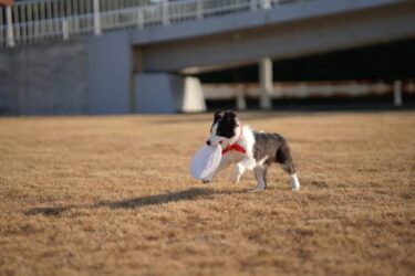 ボーダーコリーのスムースをブリーダーからお迎えするメリット!