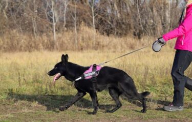 愛犬として迎えたシェパードに散歩時間はどのくらい必要なの?