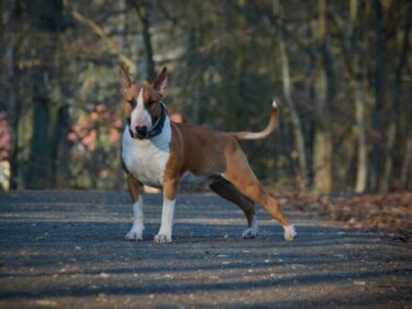 ブルテリアの子犬期から気をつけよう!体重管理に大切な4つのこと