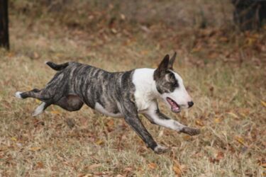 必見！ブルテリアを飼っても後悔しないために知っておきたいこと